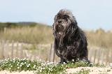 PETIT CHIEN LION 073